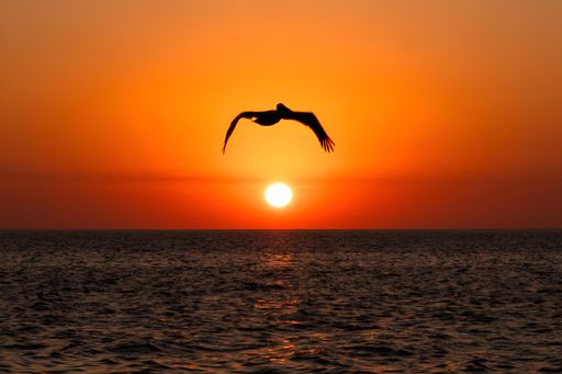 A bird soaring in the sunset sky above water