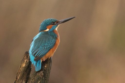 A selective focus shot of a great kingfisher bird perched on a tree branch