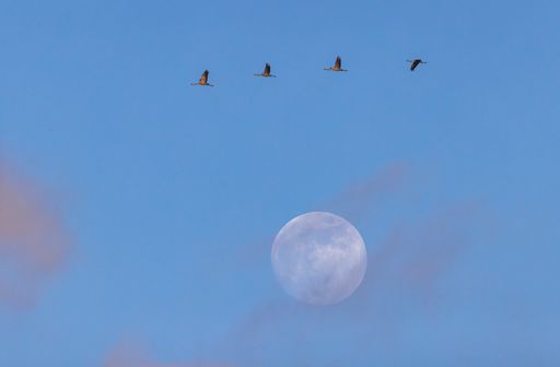 A group of Common Cranes (Grus grus) fly on the sky during the migration or roost in the background of the full Mooin and sunset colored clouds