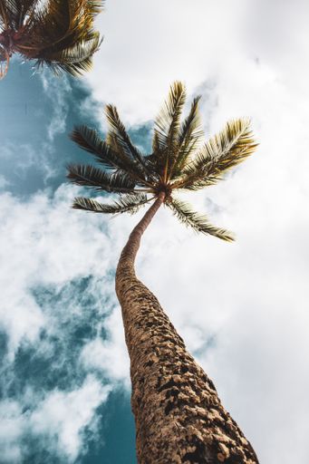 Low angle view of a palm tree silhouette against a cloudy sky
