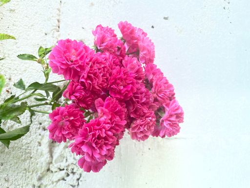 A beautiful batch of pink roses with a background of a wall