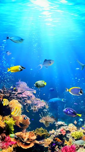 A vibrant tropical fish tank with diverse fish