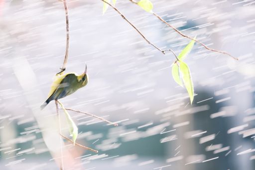 A Greenfinch perched on a branch with rain falling on tree branches in the foreground