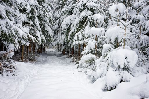 Snow-covered trees in a snowy field on a cloudy day