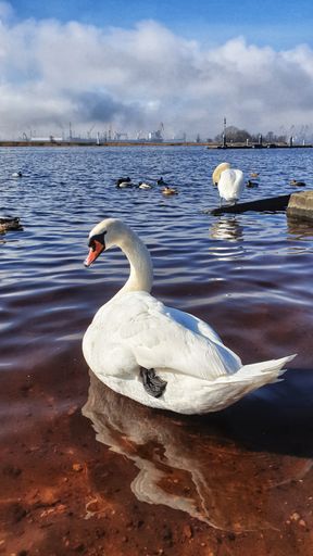 A vertical shot of a white beautiful swan in the lake full of swans