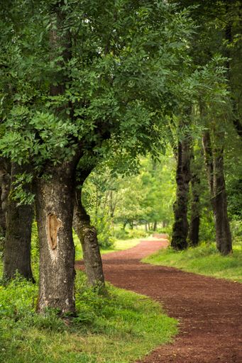 A scenic view of a dirt road winding through green trees