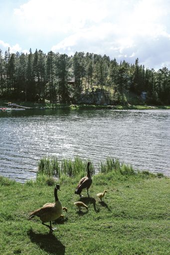 A vertical shot of two ducks with ducklings standing on grass near the water with a forest in the background