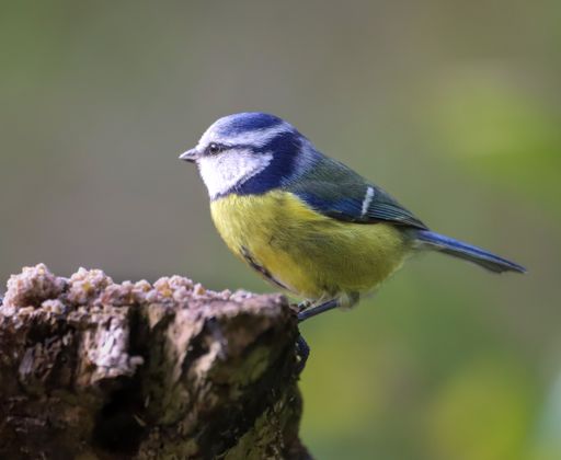 A selective focus shot of a blue tit bird perched on a tree branch