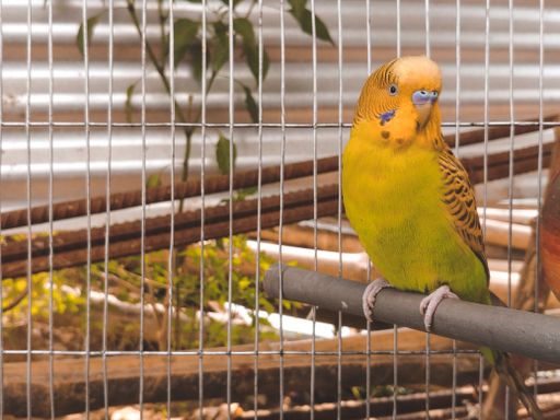 A portrait of a cute long-tailed parakeet sitting on a cage pole