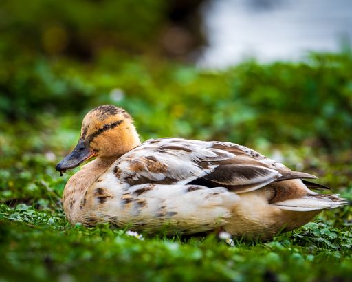 A duck resting in grass near water