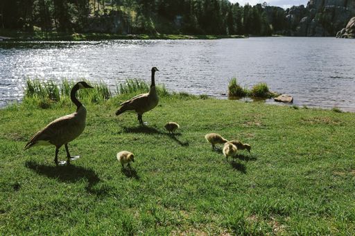 A close-range shot of two ducks standing on grass with ducklings near water at Custer State Park, South Dakota, USA