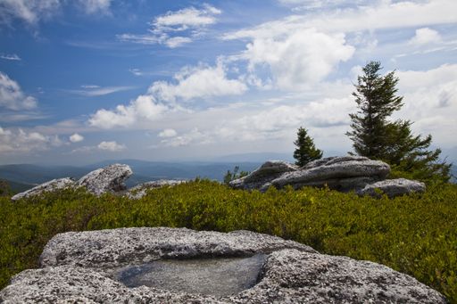 A puddle of water on rock formations at Bear Rocks with wind blown trees in Dolly Sods Wilderness, WV