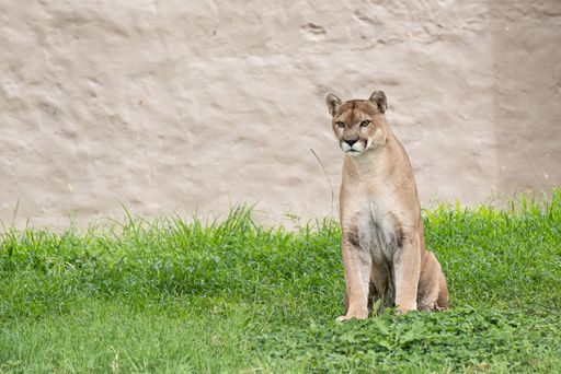 A closeup shot of a Cougar in a zoo