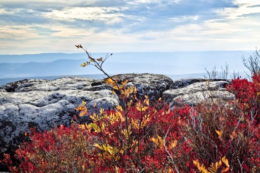 The unusual sandstone rock formation at Bear Rocks and the beautiful fire red wild huckleberry and blueberry bushes in Dolly Sods Wilderness