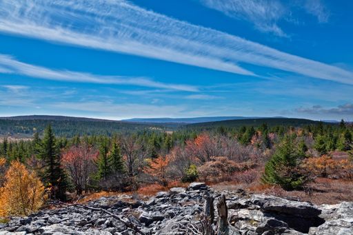 A beautiful landscape with autumn colors along Bear Rocks Trail in Dolly Sods Wilderness in West Virginia under cloudy blue skies