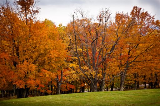 A beautiful landscape of trees with fall colors in Canaan Valley State Park in West Virginia under cloudy skies