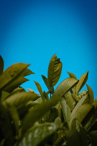A vertical shot of green plant leaves after rain with water drops and blue sky in the background
