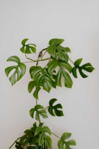 A climbing monstera plant against a white wall