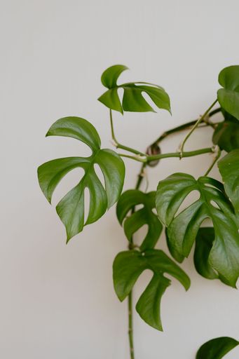 A climbing monstera plant against a white wall