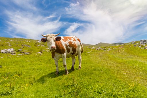 A closeup shot of a cow in a hilly meadow with fresh grass on a sunny day