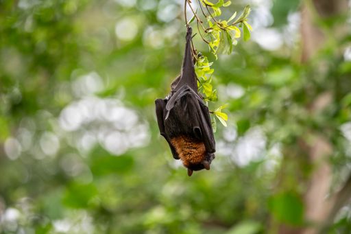 A bat upside down on a tree branch surrounded by leaves