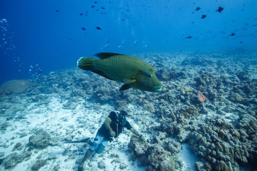 A humphead wrasse underwater swimming in a coral reef