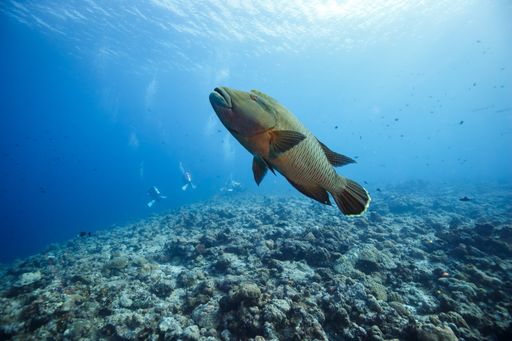 A humphead wrasse underwater swimming in a coral reef