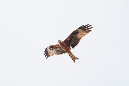A Red Kite flying against a white background