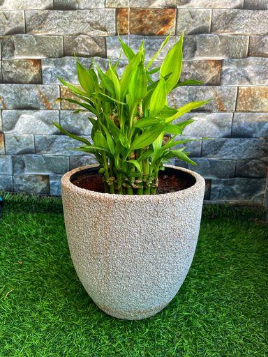 A vertical shot of a potted dracaena sander