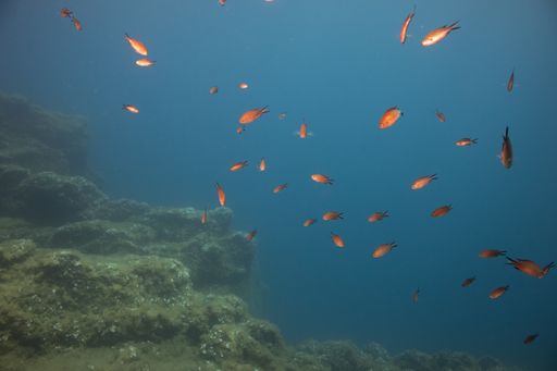 A school of fish surrounded by seaweed underwater under the lights
