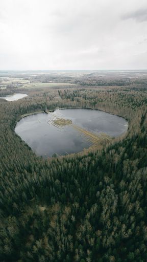A top view shot of small lakes on fir trees forest