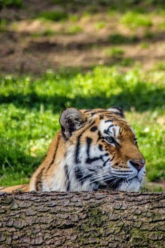 A vertical shot of a tiger head looking from behind a fallen tree in a sunny field