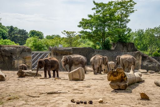 A group of elephants walking at the zoo