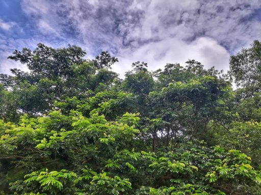 A low angle shot of trees in the forest under the mesmerizing cloudy sky