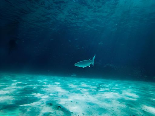 A fish swimming in the deep blue waters of the ocean