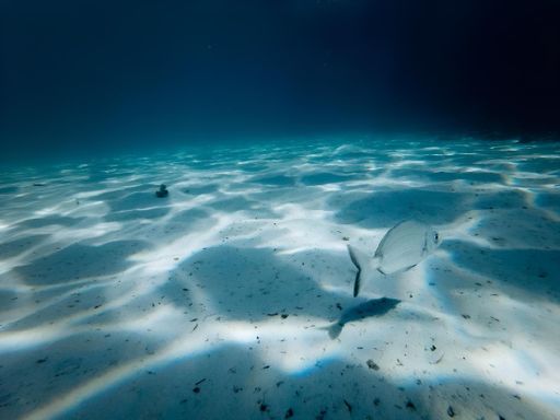 A fish swimming in the deep blue waters of the ocean