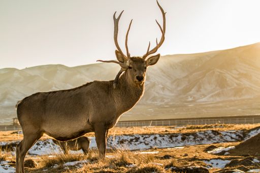 A stunning deer with unique antlers grazing in a meadow