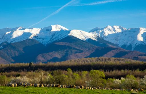 An idyllic landscape with a flock of sheep grazing in a field and in the background Fagaras mountains with snow on the peaks