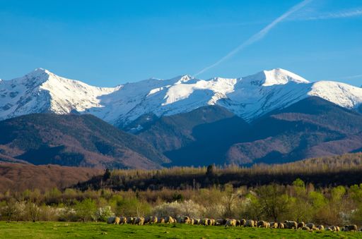 A scenic view of Fagaras Mountains with snow-capped peaks and a herd of sheep in the foreground