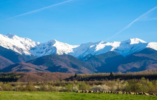 The Sheep graze in front of snow-capped Fagaras mountains
