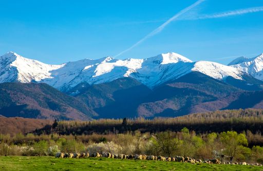 A flock of sheep grazing in a scenic field with snowy Fagaras mountains in the background.