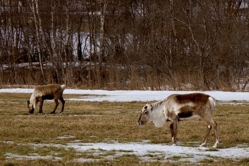 Some horses grazing on grass in a field near water under the night sky