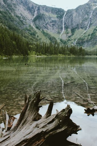 A vertical shot of a broken tree in Avalanche Lake near a forest and a mountain in the background at Glacier National Park, Montana, USA