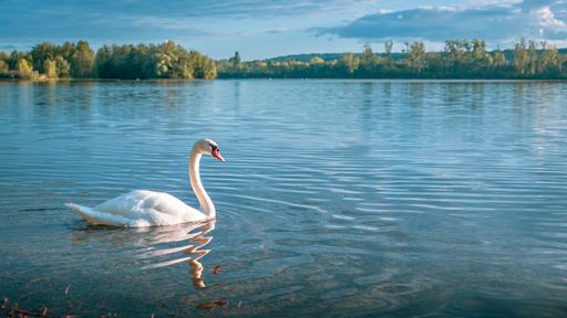 A swan gracefully gliding on a tranquil lake by lush trees and grass