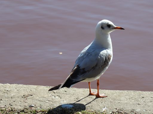 A gray seagull perched near a lake