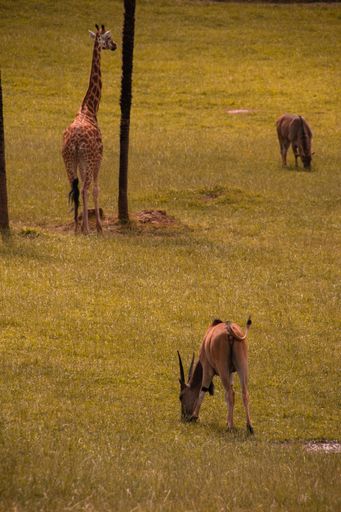 A giraffe and antelopes graze in the field. Giraffe next to antelopes.