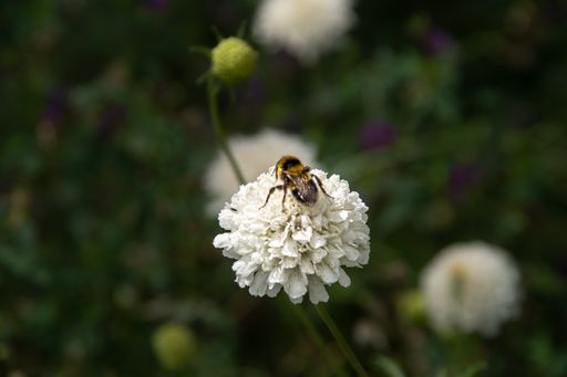 A selective focus shot of a bee on a white scabiosa with dark background