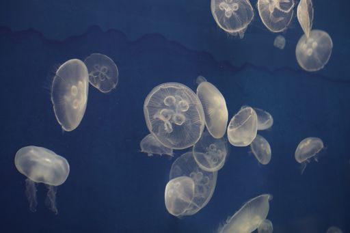 The jellyfish in Kansas City Zoo in Missouri, the USA