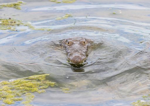 A high angle shot of a crocodile head hardly visible in the lake water