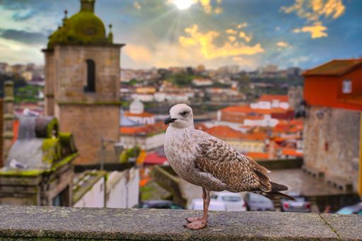 A closeup shot of a seagull with a buildings background during sunrise